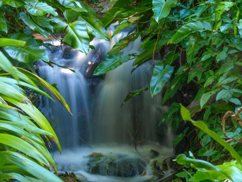 Brisbane Botanic Gardens Mount Coot-tha - Find Attractions 1