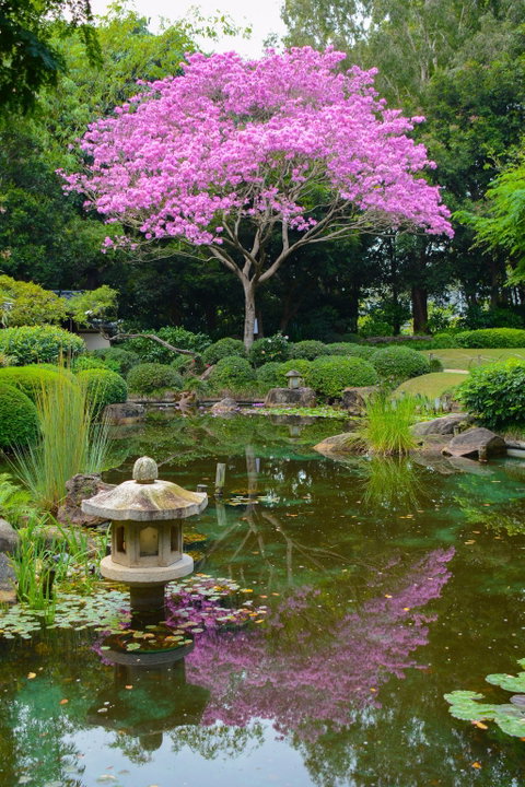 Brisbane Botanic Gardens Mount Coot-tha - Find Attractions 2