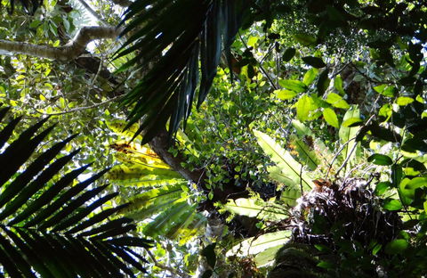 Byrrill Creek Walking Track - Find Attractions 0