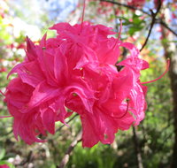 Campbell Rhododendron Gardens - Find Attractions