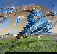 Greenough Leaning Trees - Find Attractions