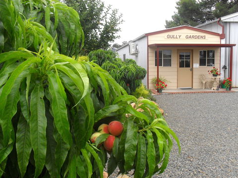 Gully Gardens - Find Attractions 0