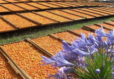 Gully Gardens - Find Attractions 2