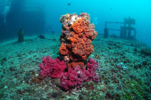 HMAS Brisbane Dive Site - Find Attractions 0