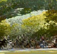 Lone Pine Koala Sanctuary - Find Attractions