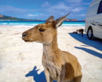 Lucky Bay