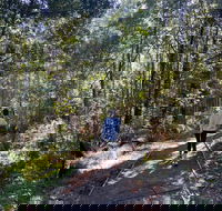 Lyrebird Circuit Walk - Find Attractions
