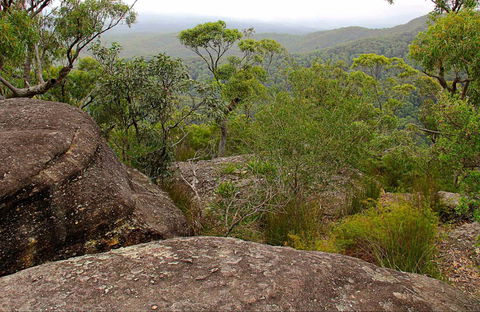 Pigeon House Mountain Didthul Walking Track - Find Attractions 0