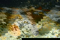Platypus Pool