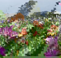 Smokin Heights Iris Display Garden - Find Attractions