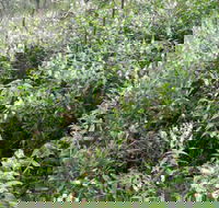 Snowgum Walking Track - Find Attractions