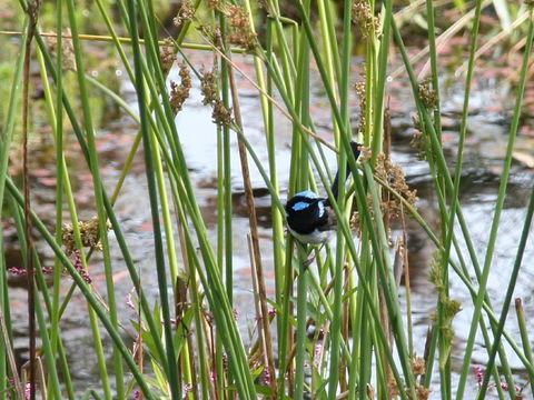 Swainsona Reserve - Find Attractions 1