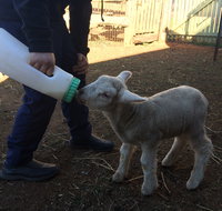 Taralga Wildlife Park - Find Attractions