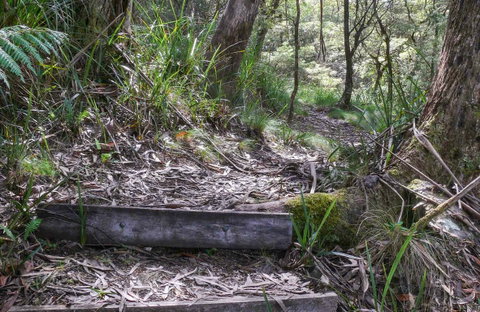 Tea Tree Falls Walking Track - Find Attractions 0