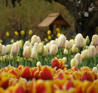 Tulip Top Gardens - Find Attractions