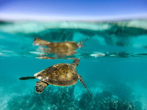 Turtle Nesting Season - Find Attractions 1