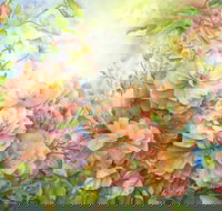 Barossa Chateau Artist in Residence - Find Attractions