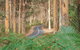 Boranup Karri Forest - thumb 0