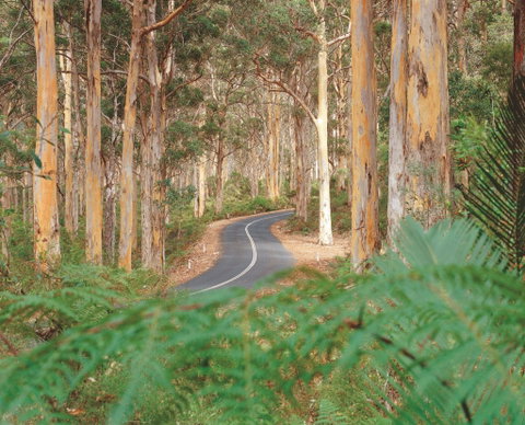 Boranup Karri Forest - Find Attractions 0