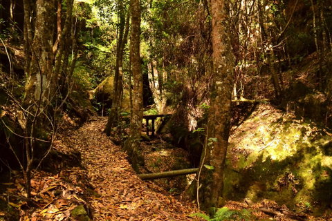 Cave Creek Walking Track - Find Attractions 2