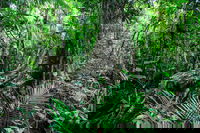 Djiru National Park