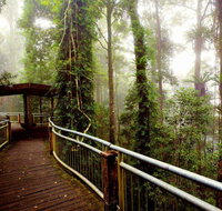 Dorrigo National Park - Find Attractions