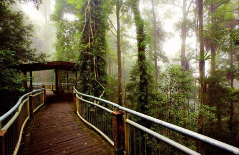 Dorrigo National Park - Find Attractions 0