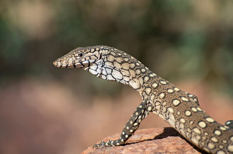 East MacDonnell Ranges - Find Attractions 1
