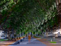 Fig Tree Avenue