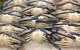 Fish And Fowl - thumb 1