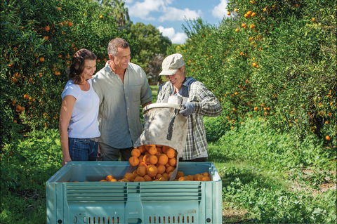 Gayndah's Big Orange - Find Attractions 1