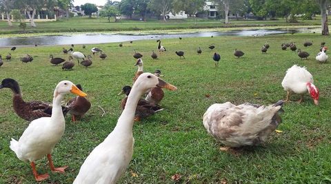 Gooseponds, North Mackay - Find Attractions 0