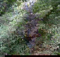 Kondalilla Falls Circuit Kondalilla National Park - Find Attractions