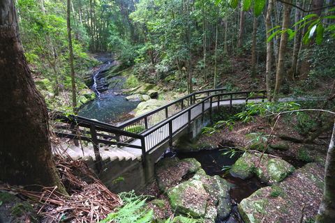 Kondalilla Falls Circuit, Kondalilla National Park - Find Attractions 2