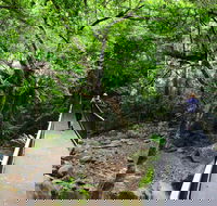 Rainforest Loop Walk Budderoo National Park - Find Attractions