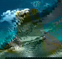 Reef HQ Aquarium - Find Attractions