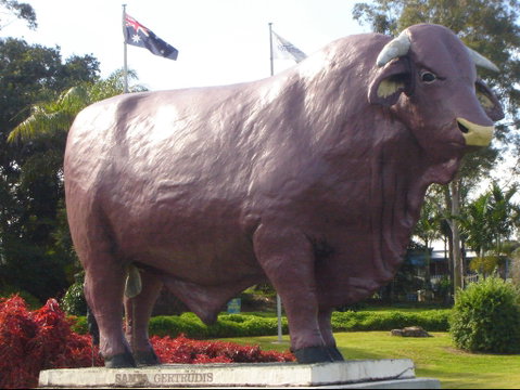 Rockhampton Bull Statues - Find Attractions 1