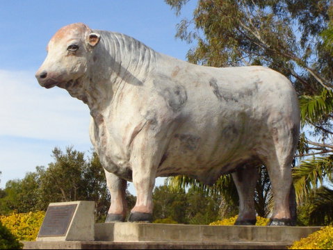 Rockhampton Bull Statues - Find Attractions 2