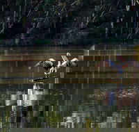 Seaham Swamp Nature Reserve - Find Attractions