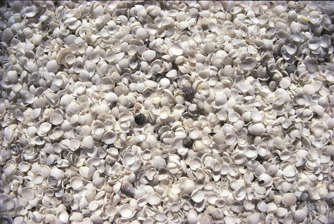 Shell Beach - Find Attractions 0