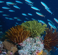 Southern Small Detached Reef Dive Site - Find Attractions