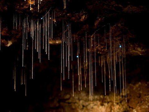 Tamborine Mountain Glow Worm Tours - Find Attractions 0