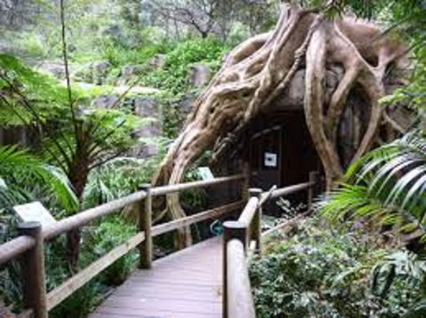 Tamborine Mountain Glow Worm Tours - Find Attractions 2