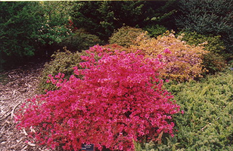 Tasmanian Arboretum Inc. - The - Find Attractions 2