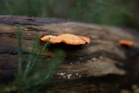 The Briars Park Walking Trails - Find Attractions 1