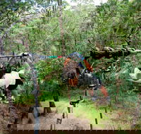TreeTop Challenge - Find Attractions