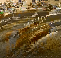 Wagga Wagga Livestock Marketing Centre - Find Attractions