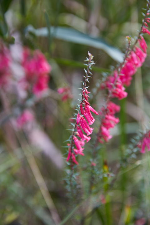 Warawee Circuit Walk To  Trigger Plant Track - Find Attractions 0