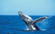 Whale Watching On Keswick Island - thumb 0