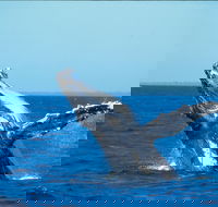 Whale Watching on Keswick Island - Find Attractions
